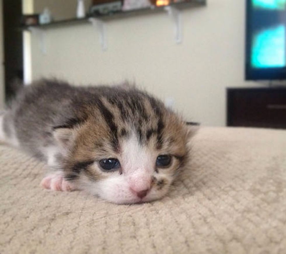 A Couple Adopt A Stray Cat But End Up With Five