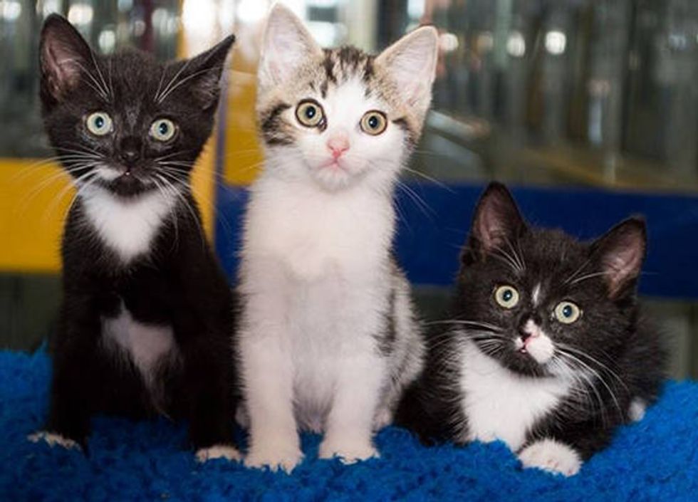 Three Kittens Found Inside Tied Trash Bag