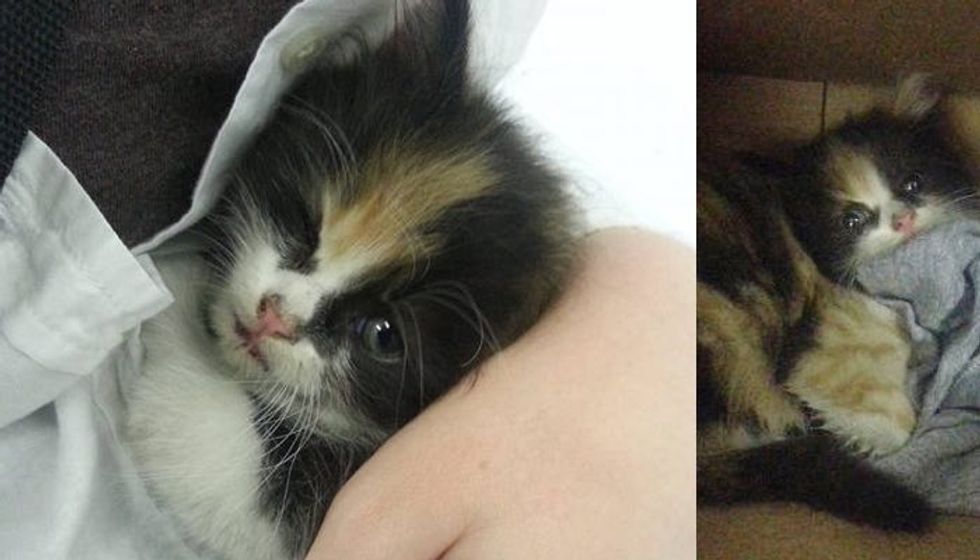Calico Kitten from the Moment Of Her Rescue to Now