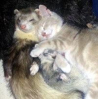 Ferret store and kitten