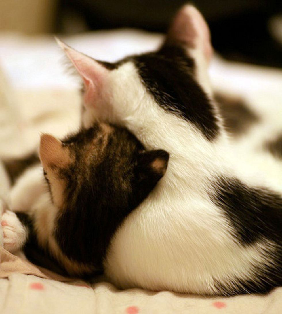 This is Love