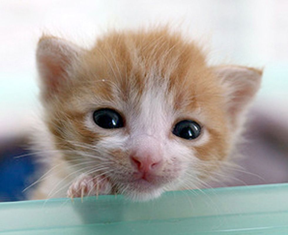Two Little Rescue Ginger Fuzzballs