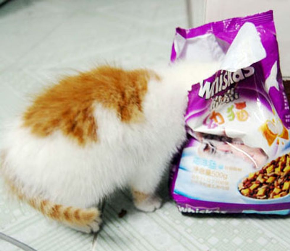 Mischievous Little Kitten Dongdong