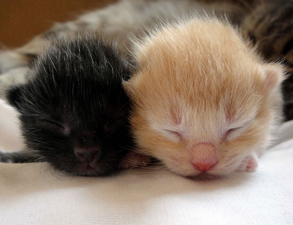 Sleepy Heads