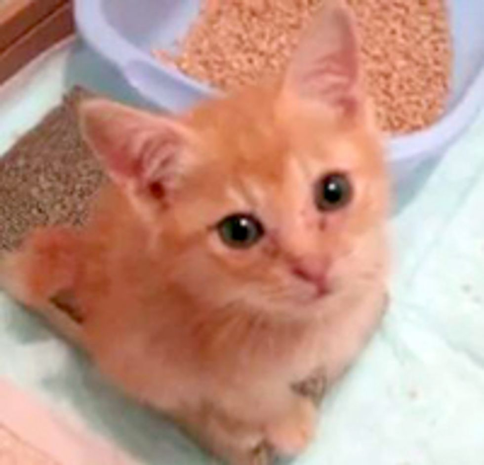 Feisty Rescue Kitten Hunts Down Camera