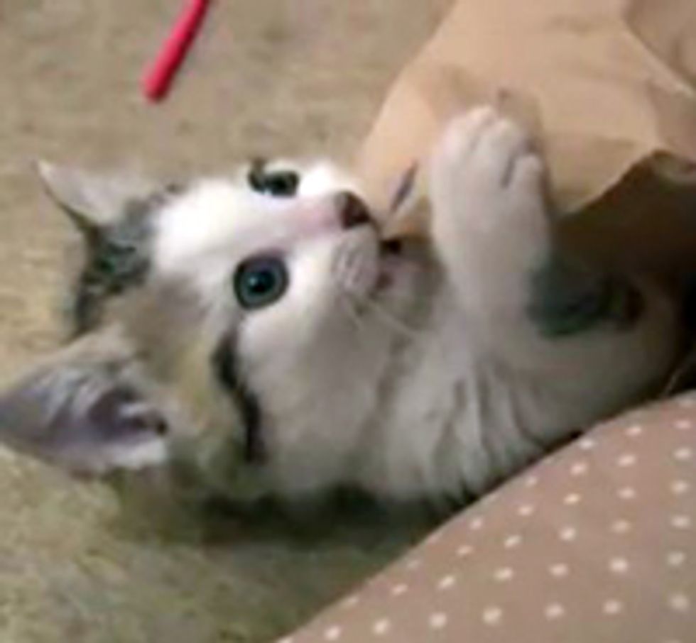 Kitteh Battles Paper Bag