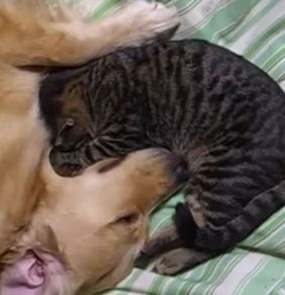 Kitty and Doggie Napping Buddies