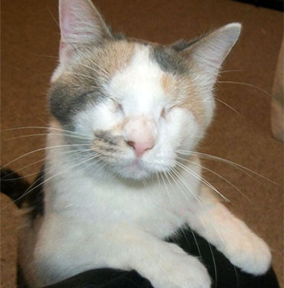 Cat or Kitten Which to Adopt? MEOW Cat Rescue