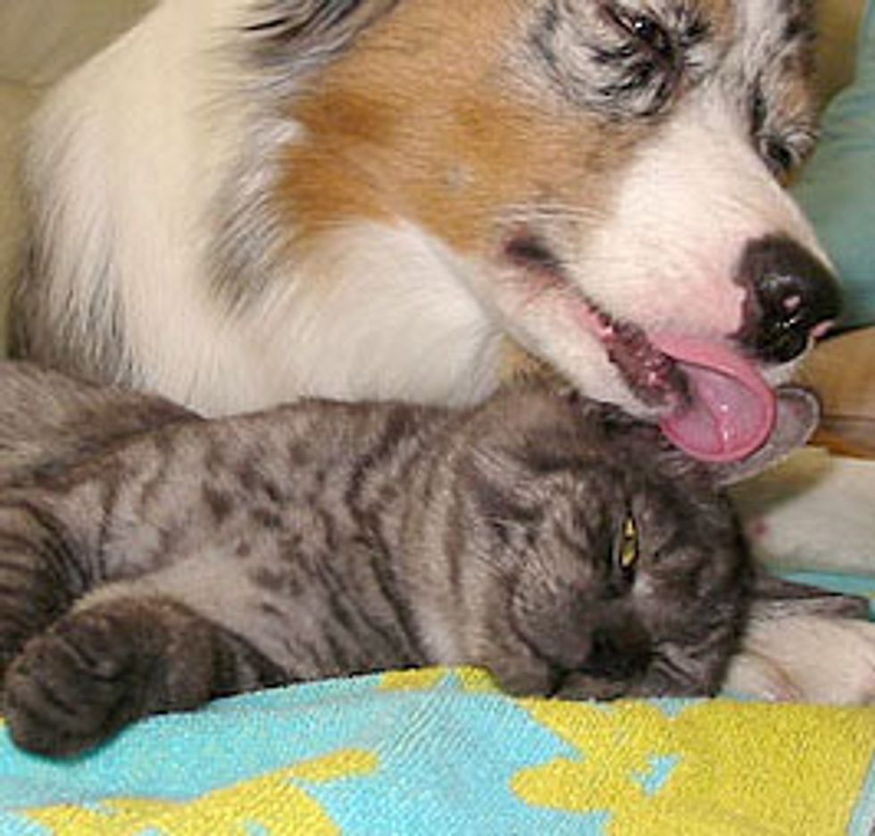 Cuddly Snuggly Friends: Gomez the Cat and Chica the Dog