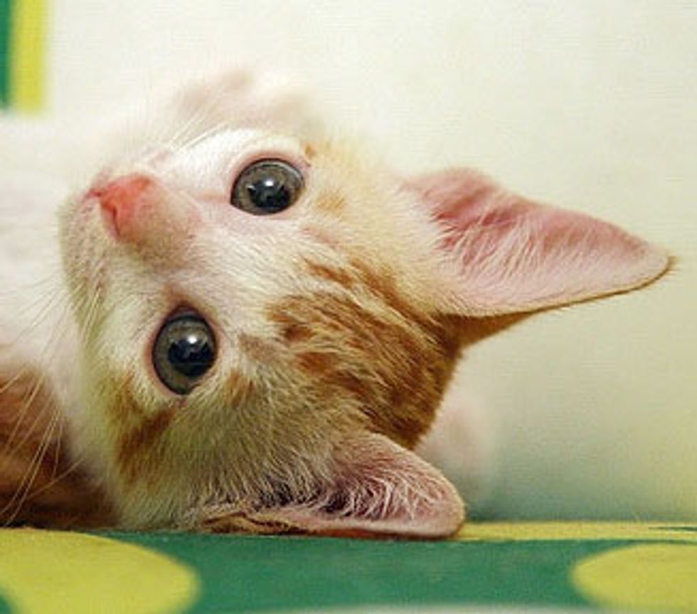 Little Rescue Kitten and Her Furry Friends