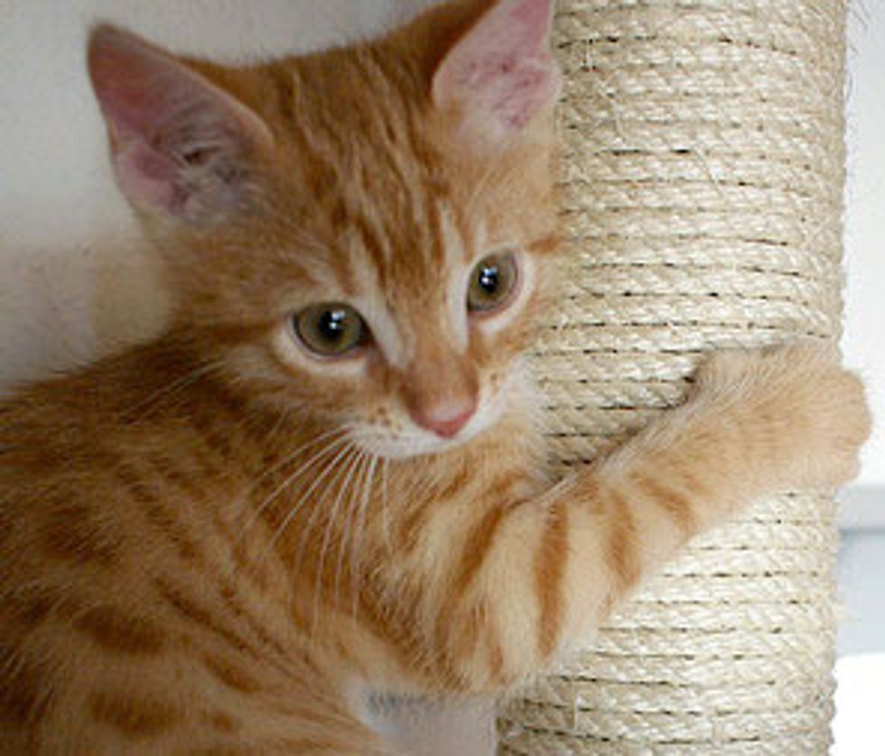 The Ginger Prince