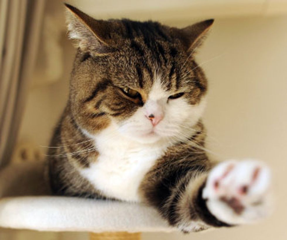 Maru the Kotatsu Kitty - Love Meow