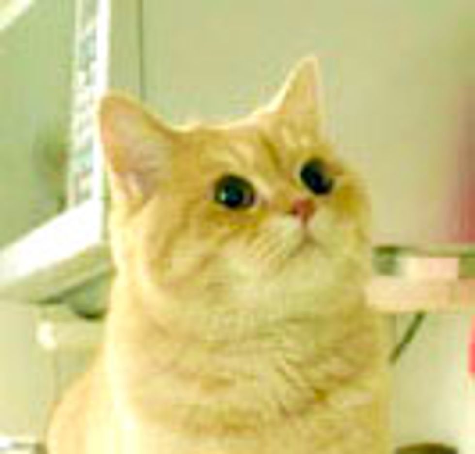 Mimi the Kitty Rules the Roost