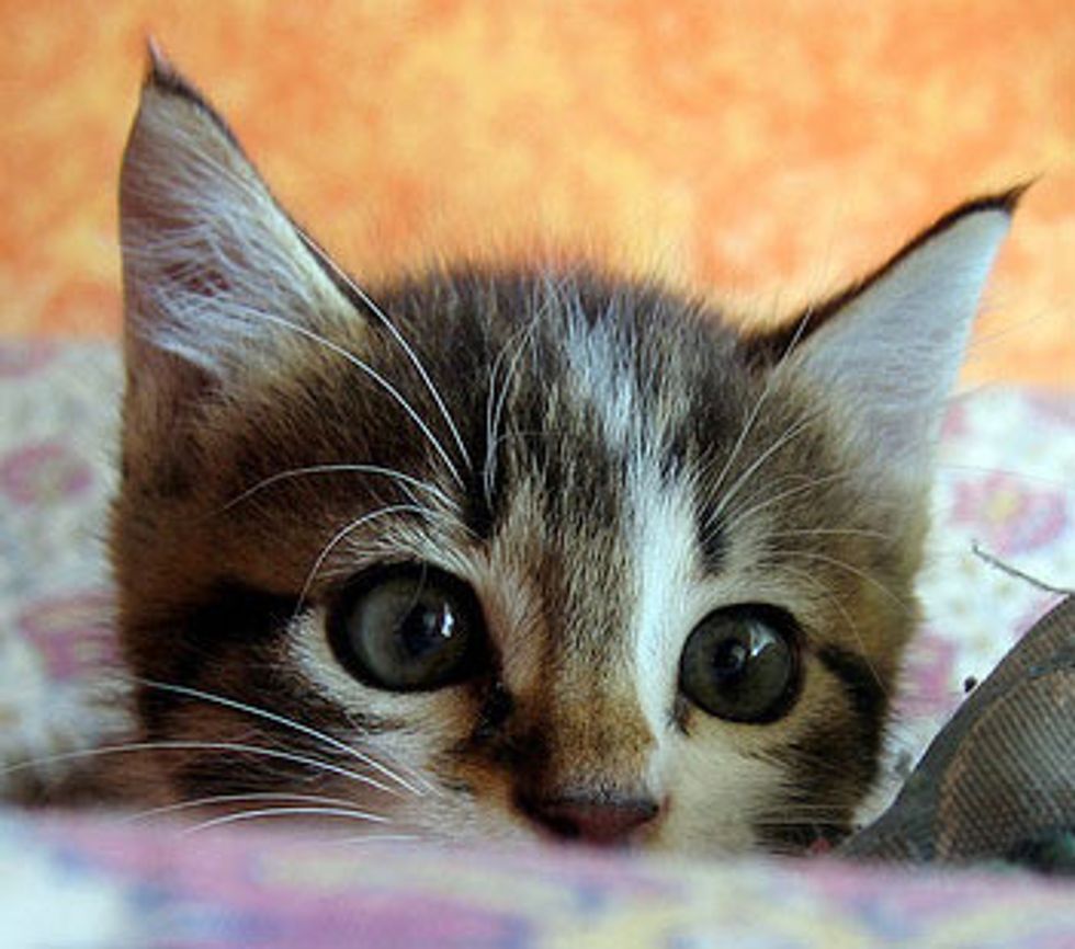 Merlino the Little Lovable Kitty