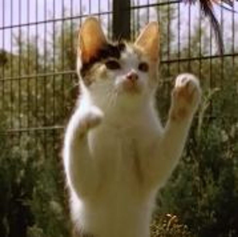 Slow Mo Kitty