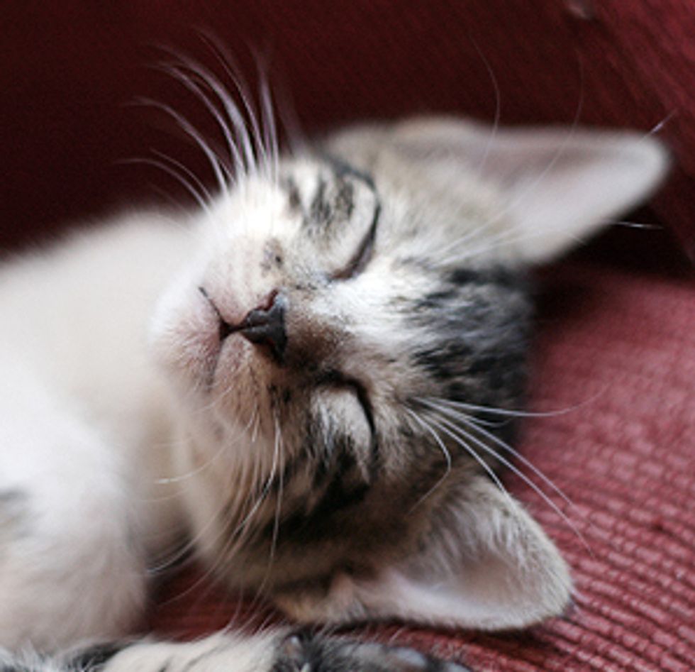 Gohan the Rescue Kitty