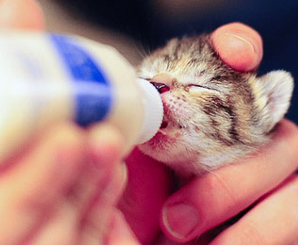 Cat Mama with 4 Kittens of Her Own Adopted 5 Orphaned Kittens