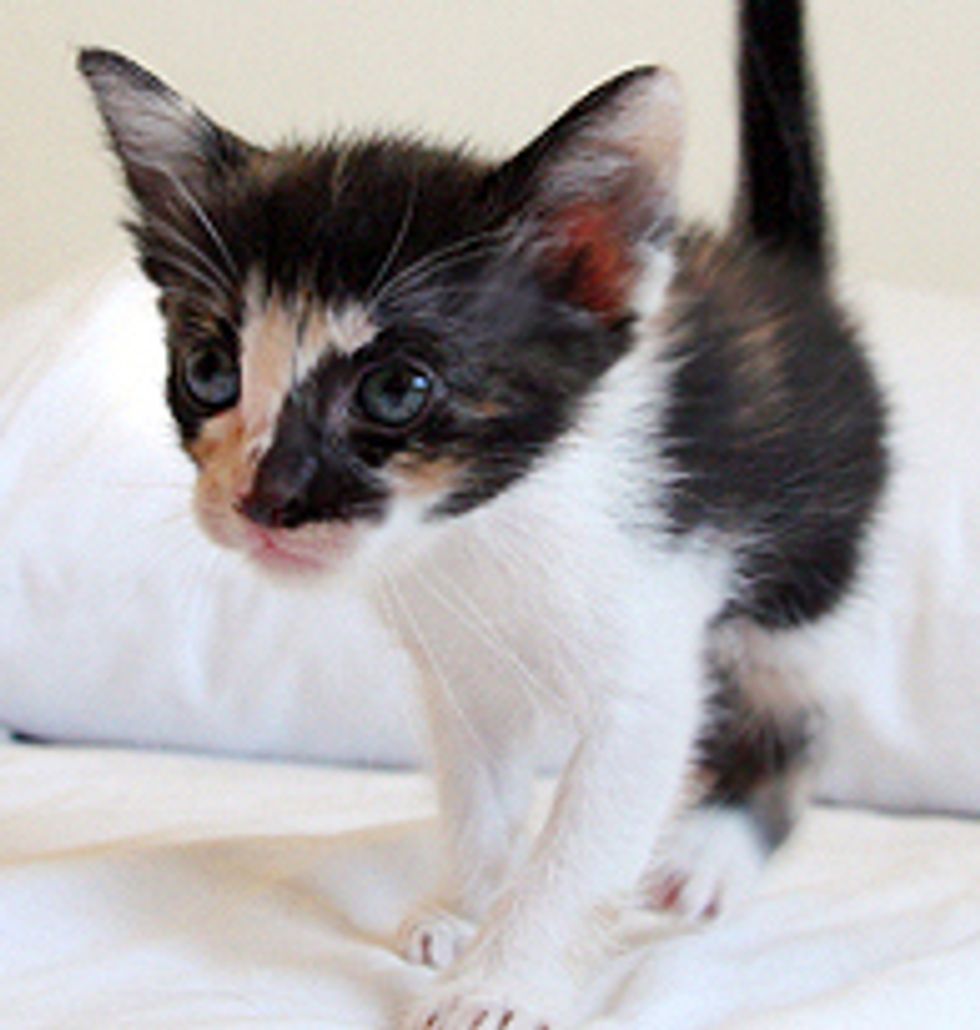 Beautiful Little Calico Rescue