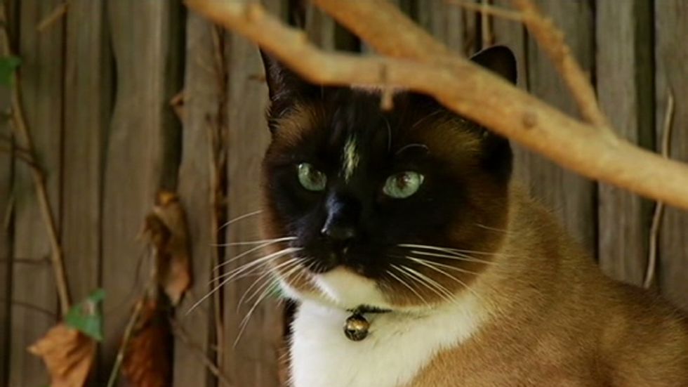 Dusty The Klepto Kitty