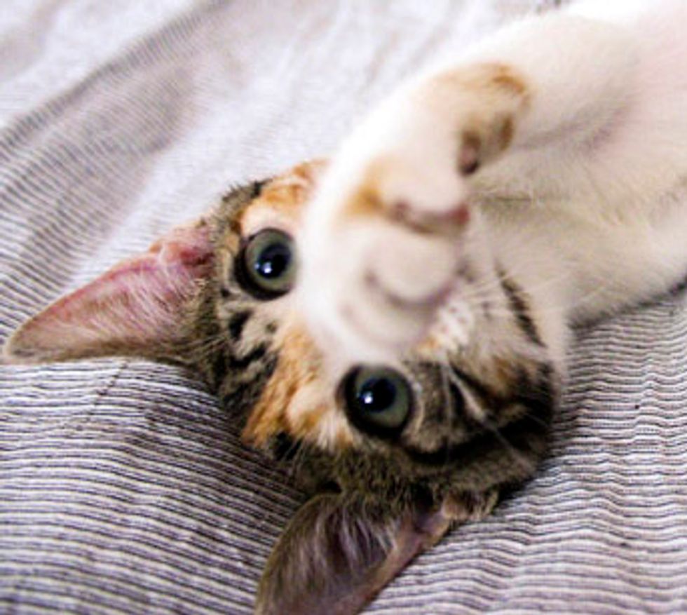 Mini the Calico Kitten Found in the Rain