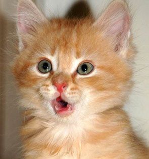 big eared ginger kitten big eared ginger kitten