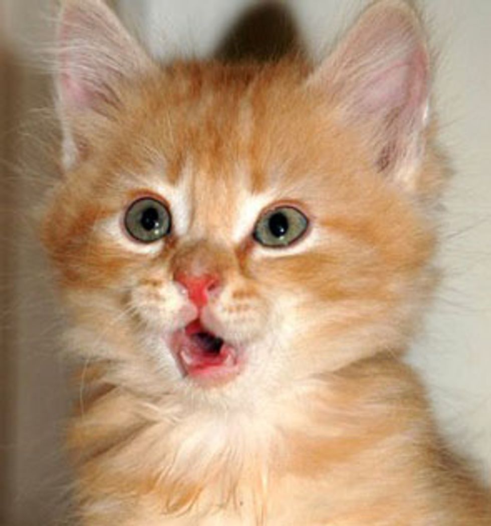 Expressive Ginger Kittens Love Meow