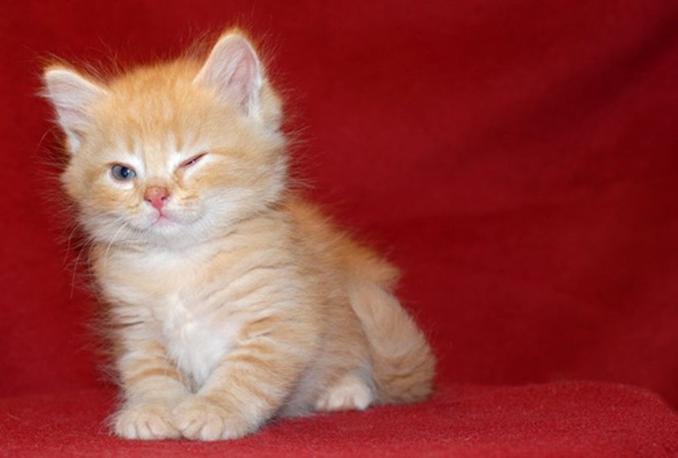 Expressive Ginger Kittens Love Meow
