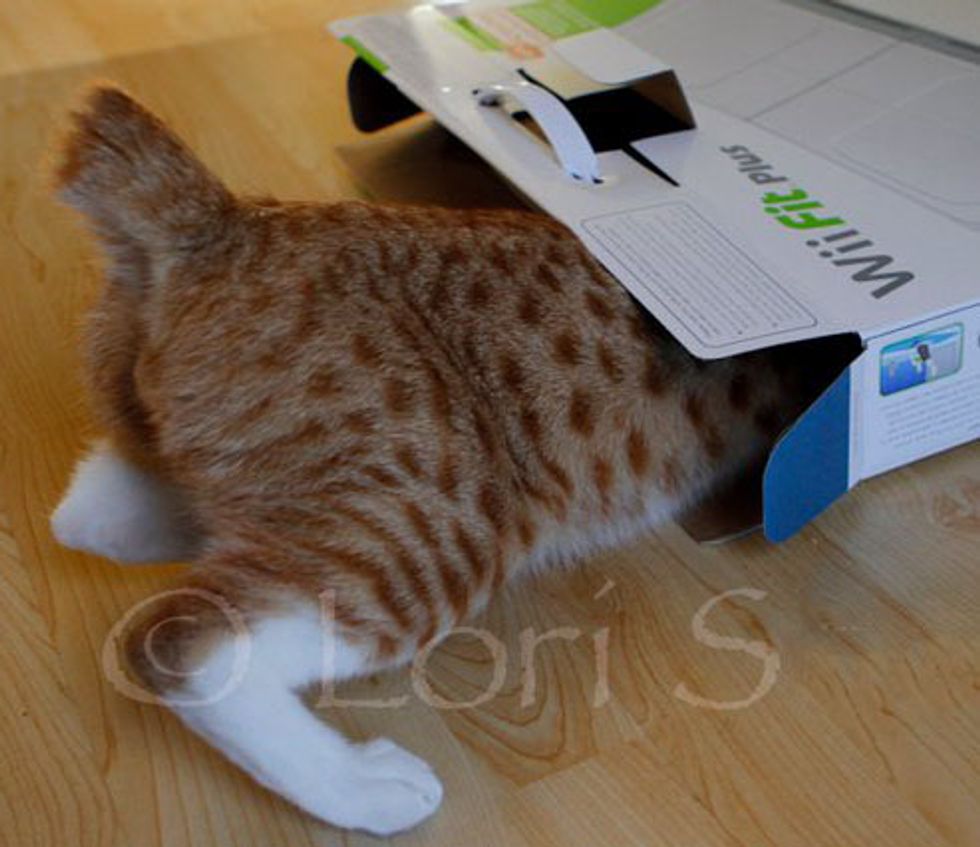 City the Kitty Squishes into His Box