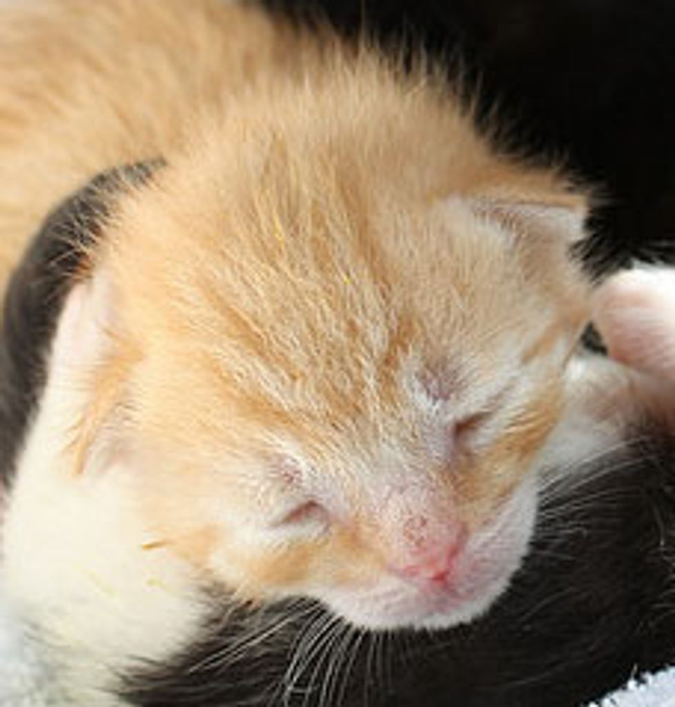 Three Little Muffins Given a Second Chance
