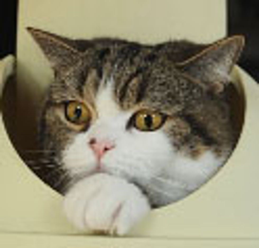 Maru Meets a Difficult Box