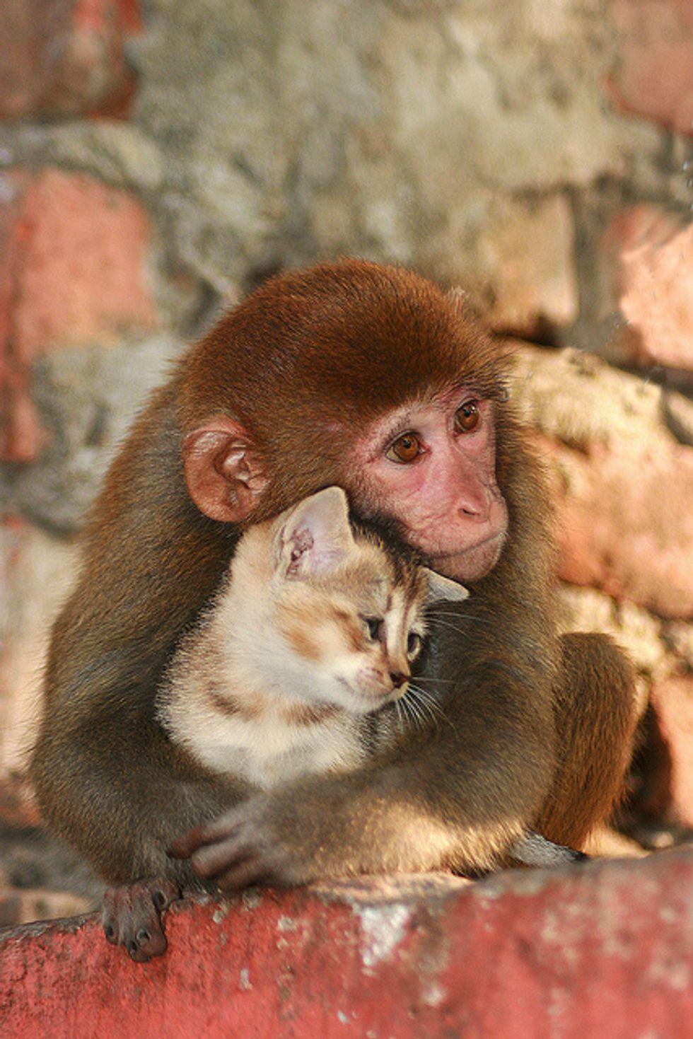 Friendship Monkey Cuddles Kitten Love Meow