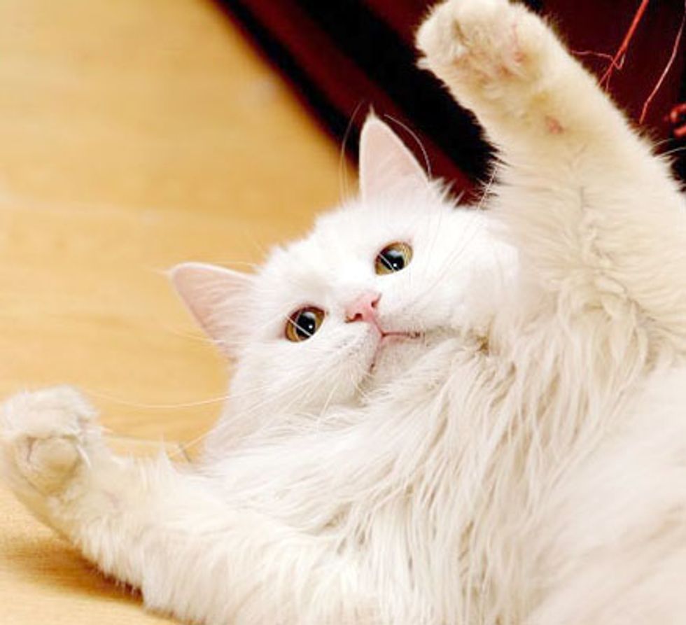 Ling the White Fluffy Lady Cat