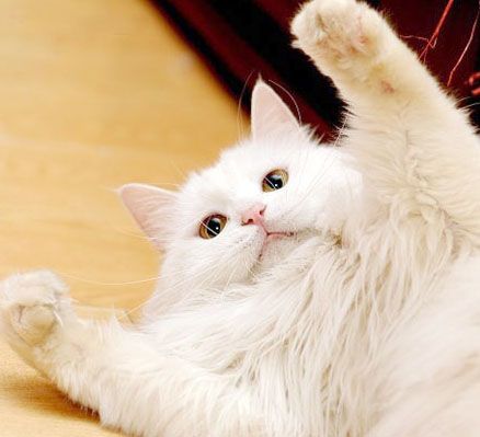 Cute white fluffy store cat