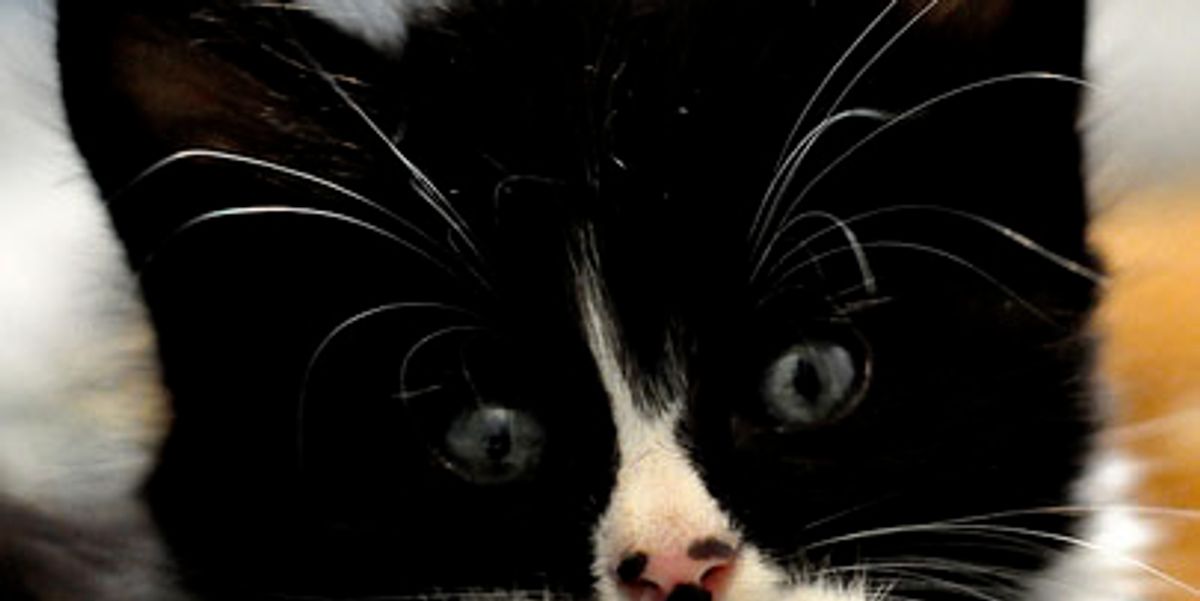 the Tuxedo Kitten with Mittens Love Meow