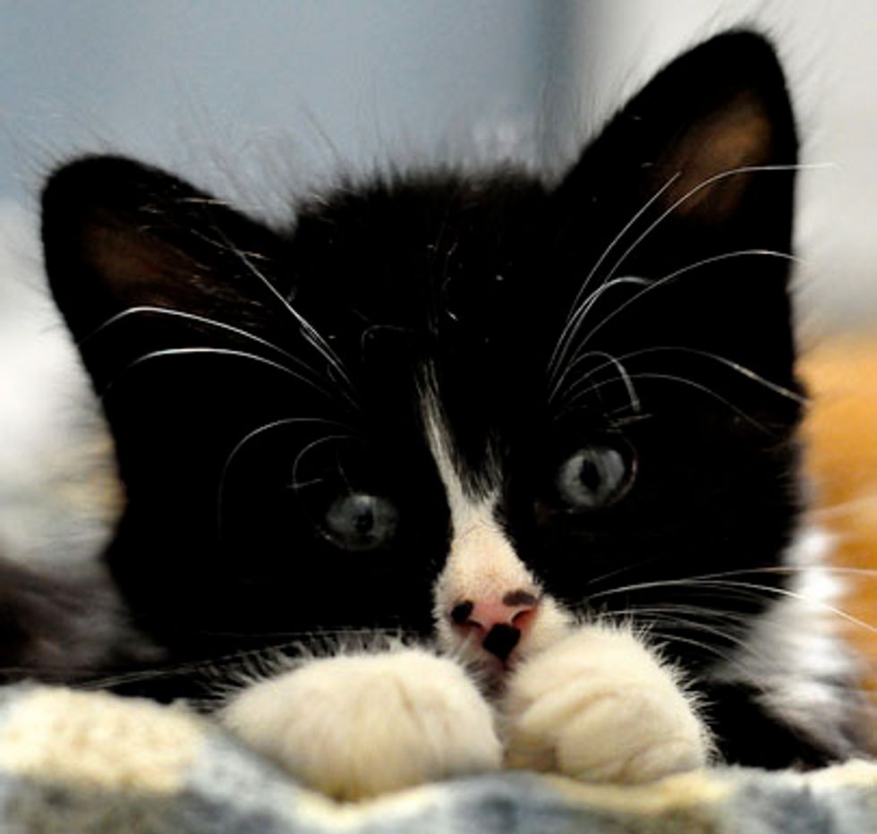 George the Tuxedo Kitten with Mittens