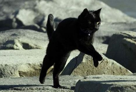 Black clearance cat running