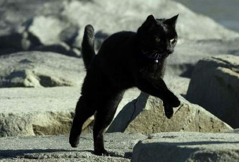 Long Distance Running Cat Roadrunner