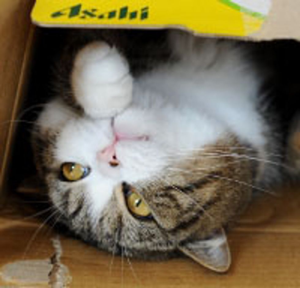 Maru Tries out Fashionable Boxes