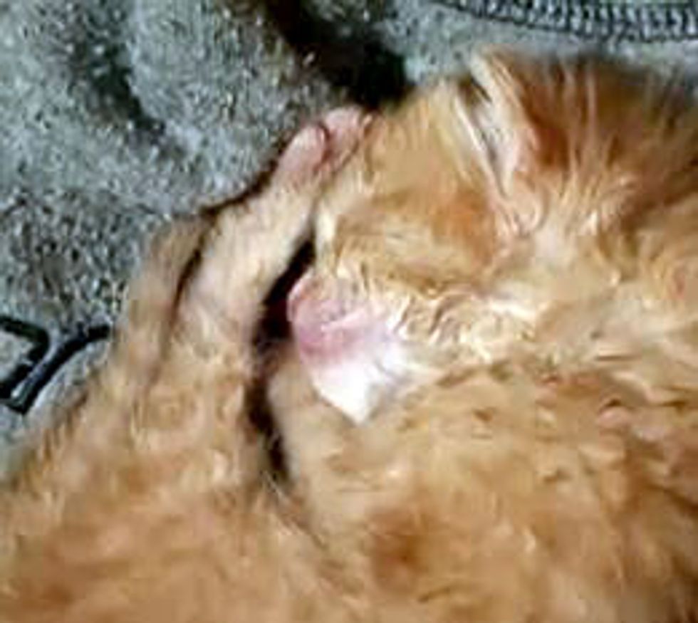 Cute Rescue Kitten Wakes Up