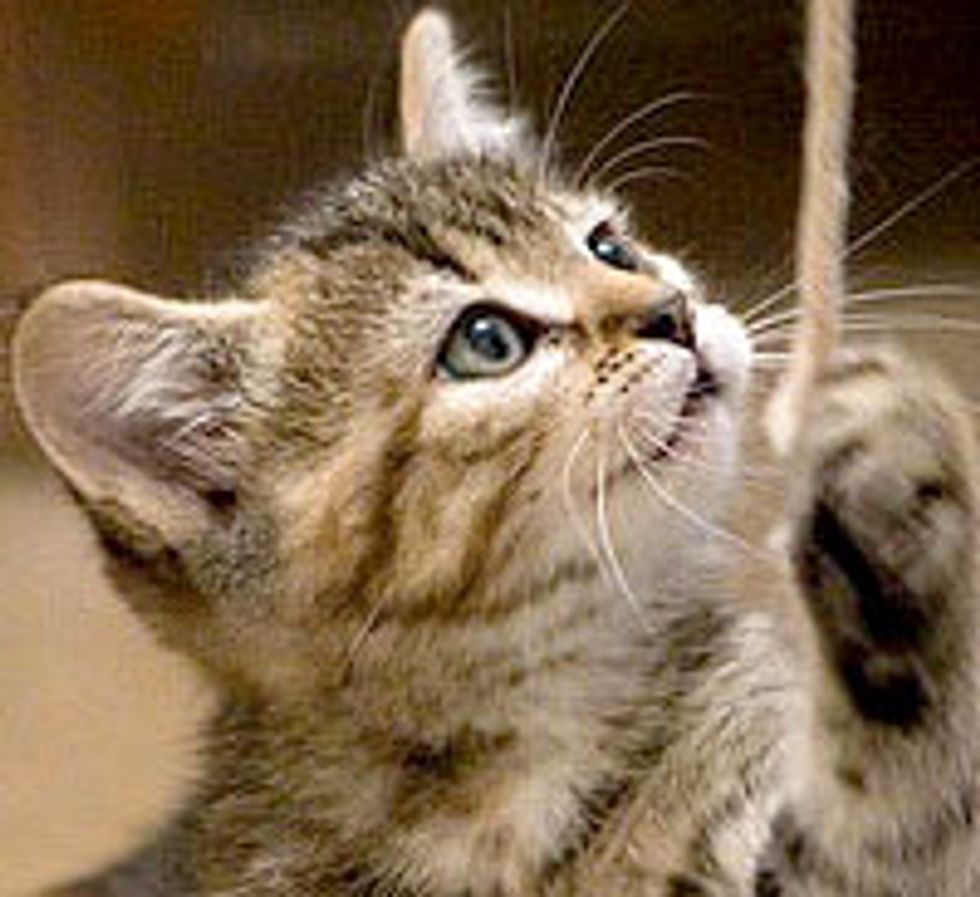 The Unexpected Furry Addition to the Family