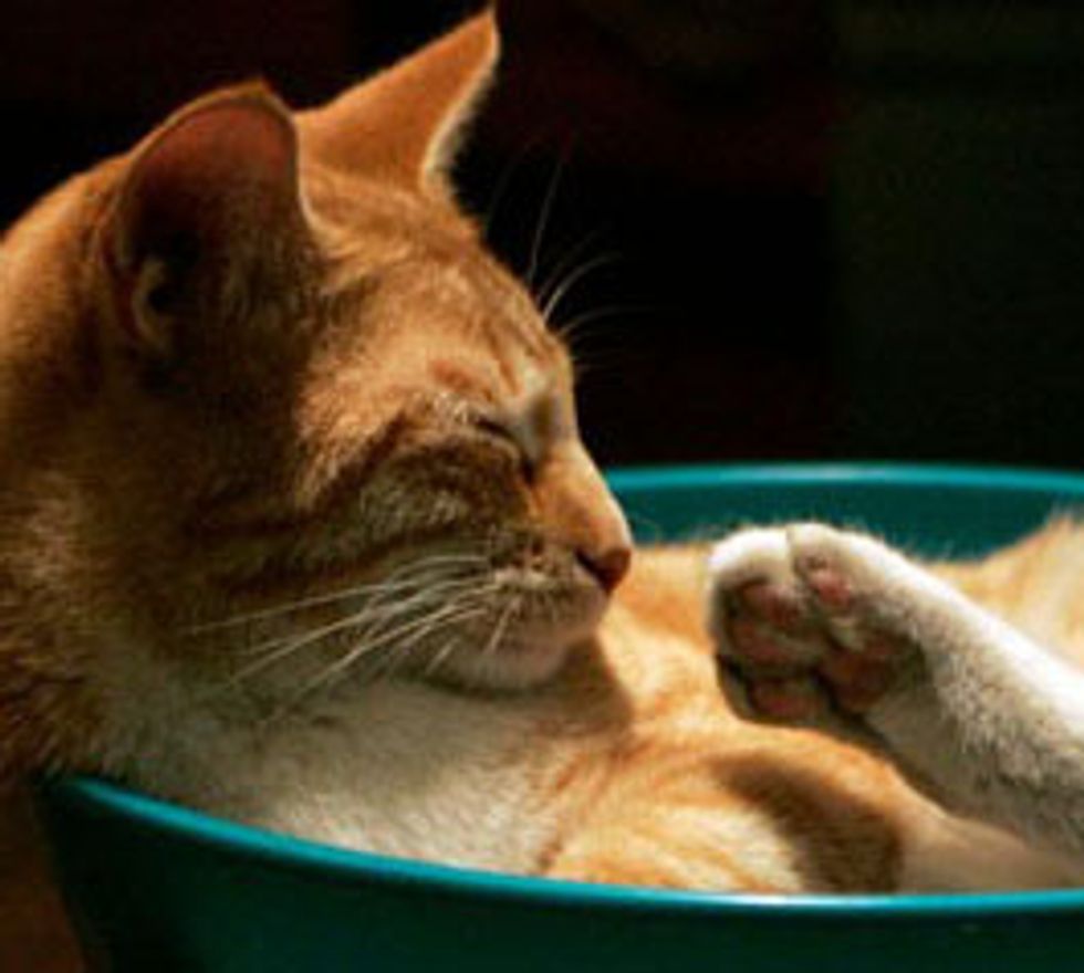 Kitty Loves Bowl