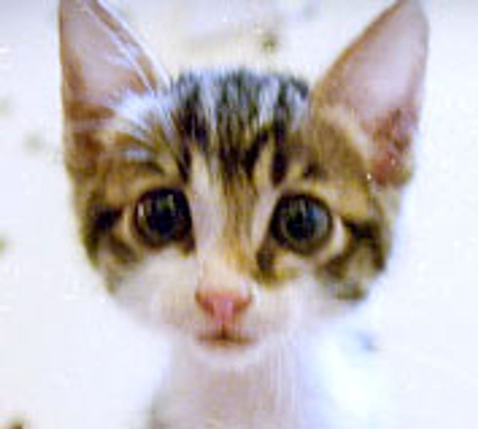 Kitty with Radar Ears and Large Eyes
