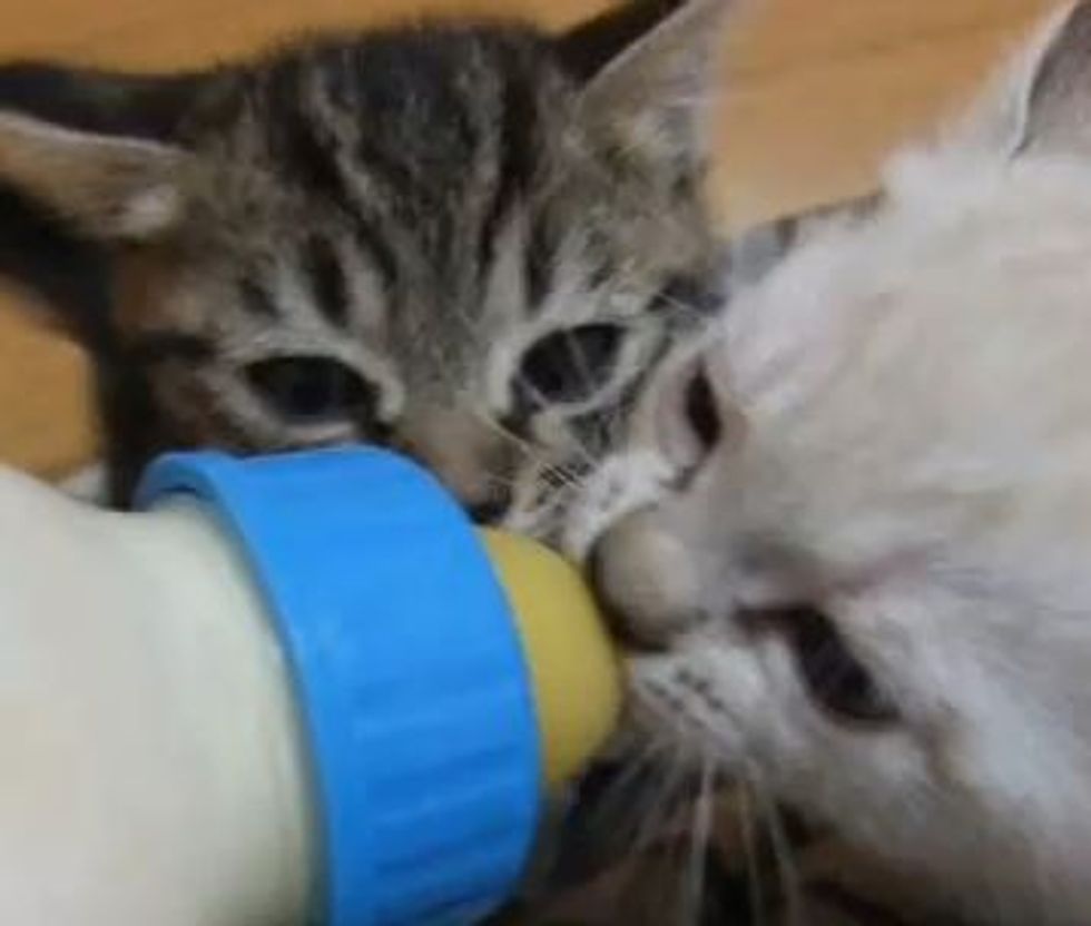 Kittens Crazy for Milk