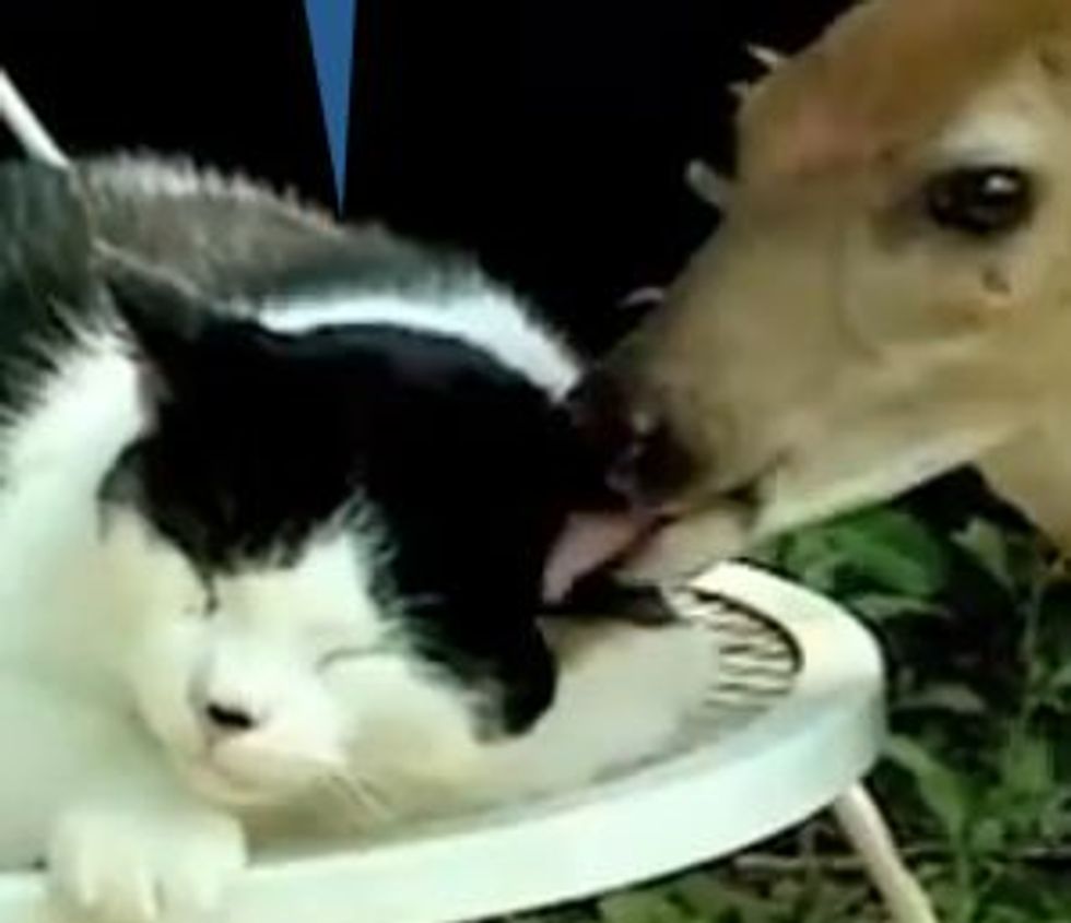 Kitty Gets a Bath from a Deer Friend