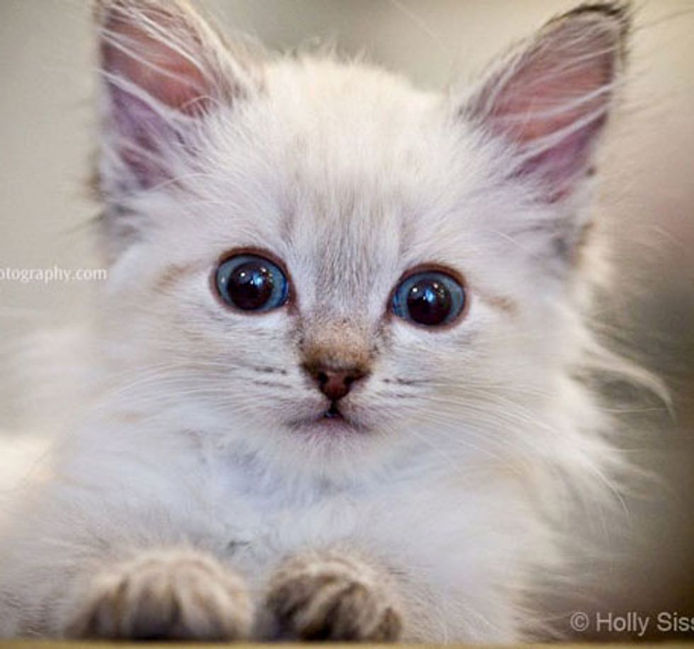 Finnegan the White Ball of Fluff