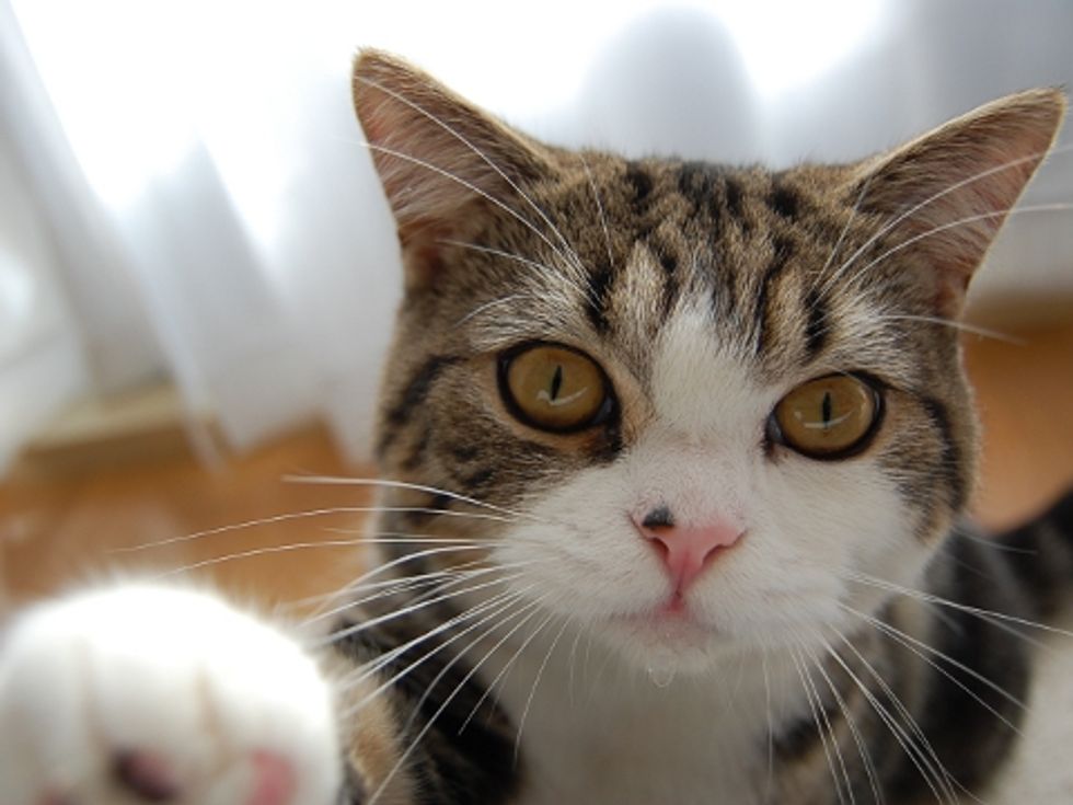 Maru After the Earthquake in Japan