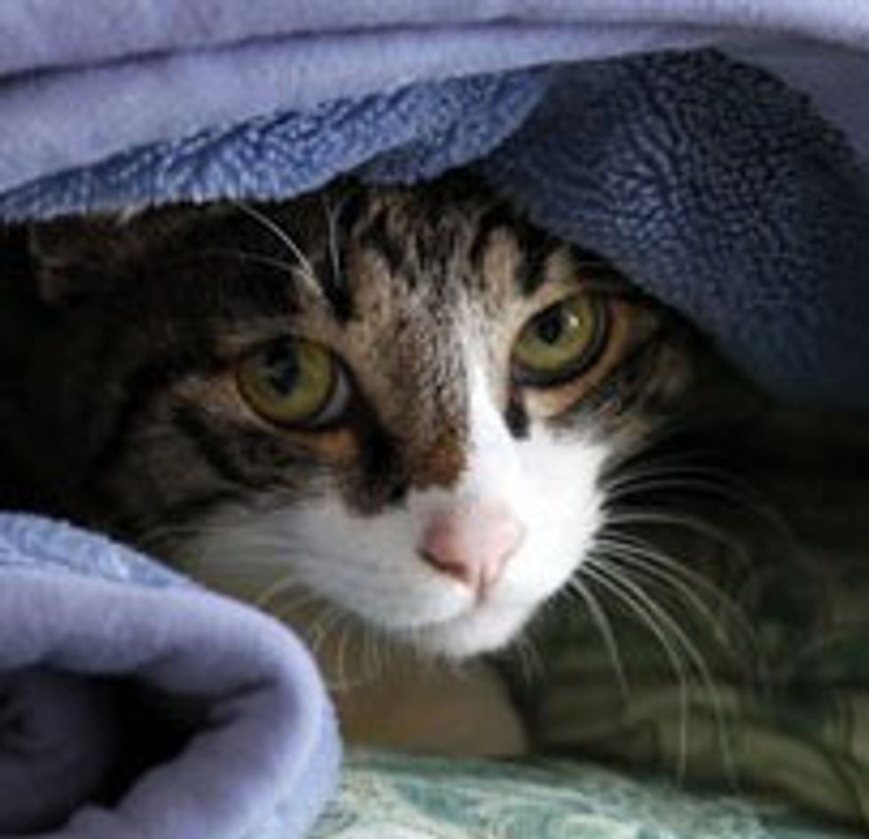 Animal Rescue is Ongoing After Earthquake and Tsunami Hit Japan