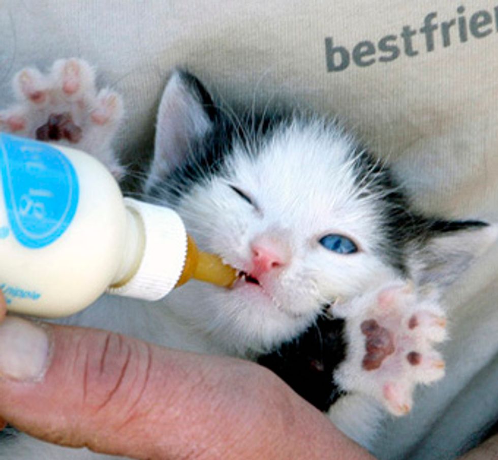 Happy Bottle Fed Kitten