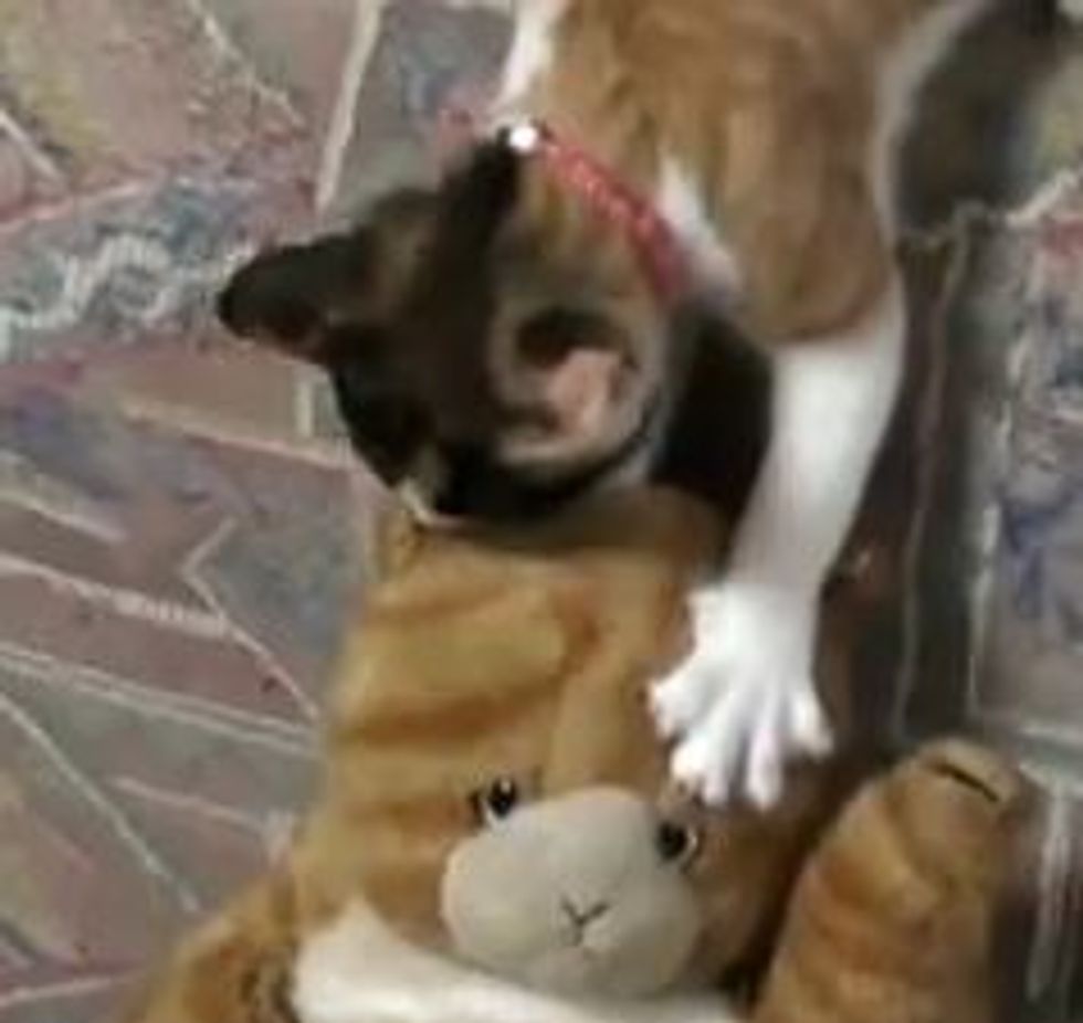 Calico Kitty Battles Stuffed Animal