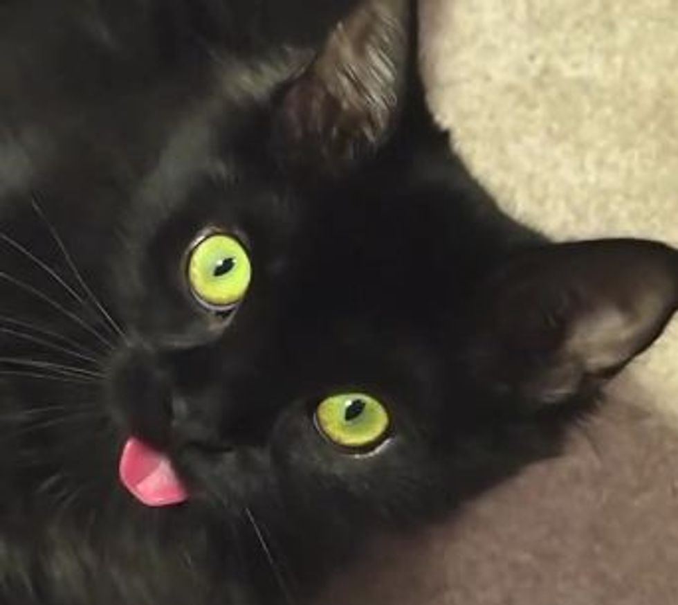Kitty's Bath Interrupted, Forgets to Put Tongue Away